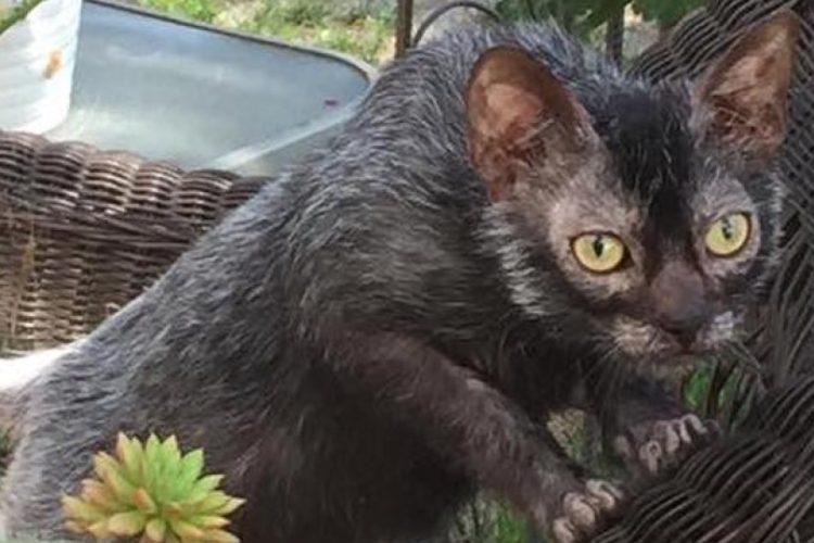 Lykoi o gato lobo