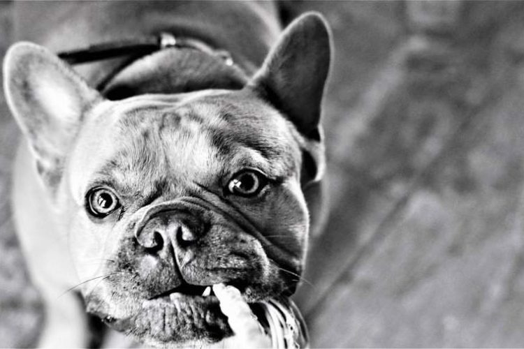 Maloclusión dental en perros