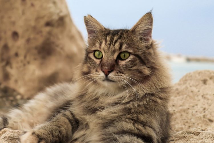 marca en orejas de gato