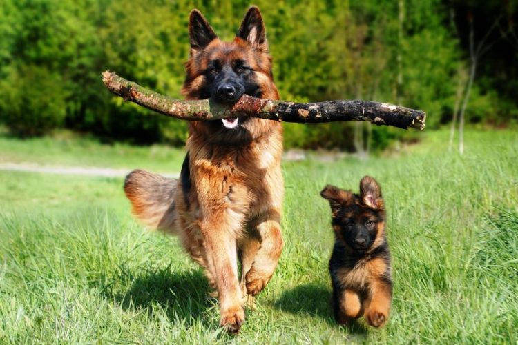 PERROS CON ENFERMEDADES CONGÉNITAS