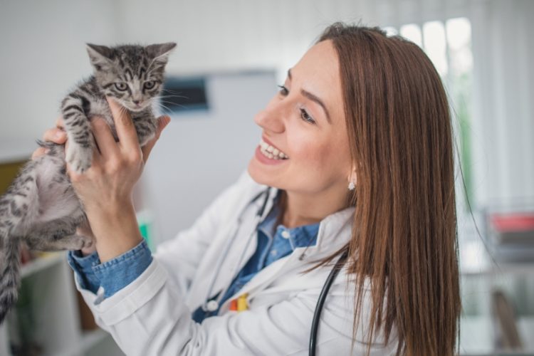 medir dolor gatos