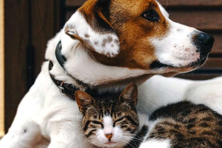 memoria perro gato