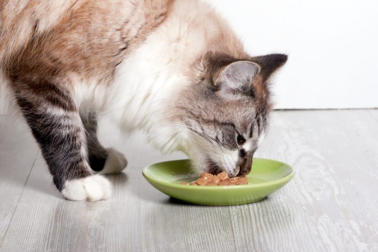 metabolismo gatos