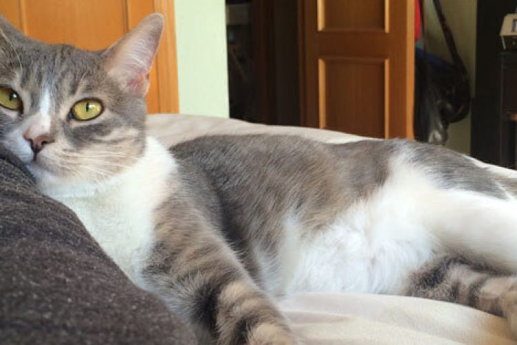 mi-gato-me-entiende