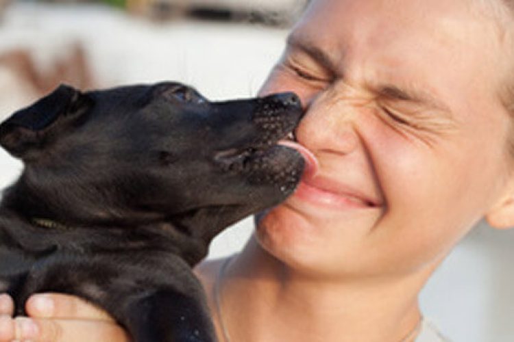 microchip-en-cachorros