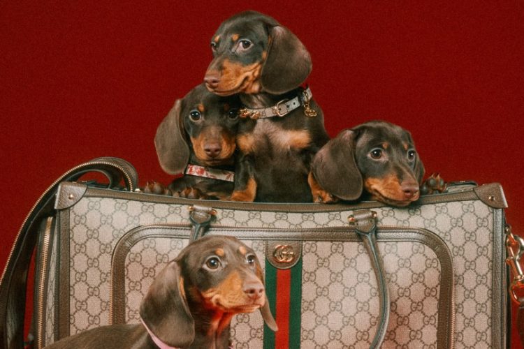 El negocio de la moda para mascotas