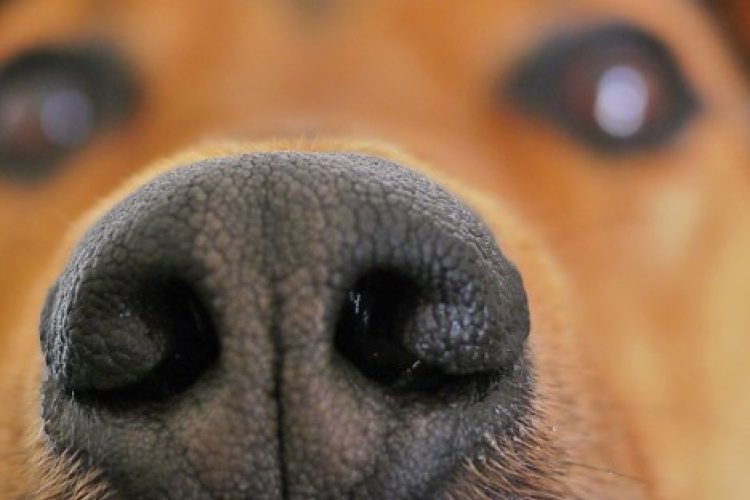 El moquillo canino.