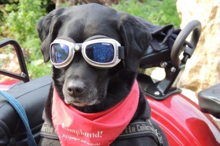 Motoperros de Bogotá