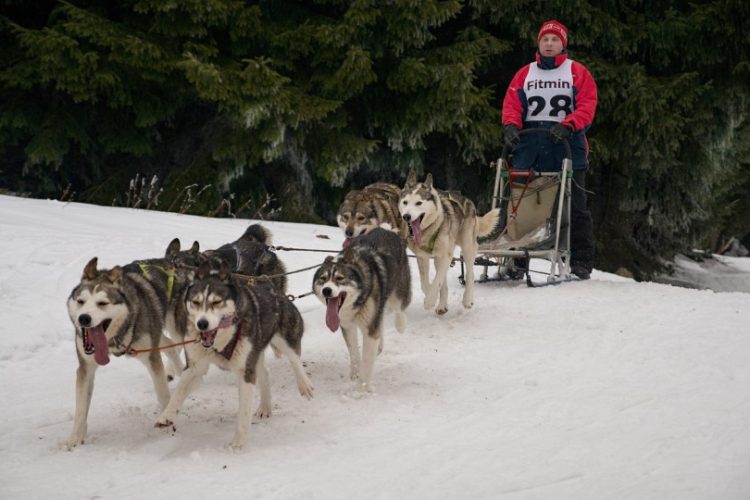 Mushing trineo con perros