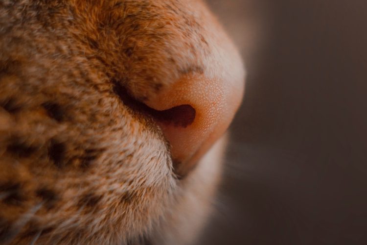 nariz de gato