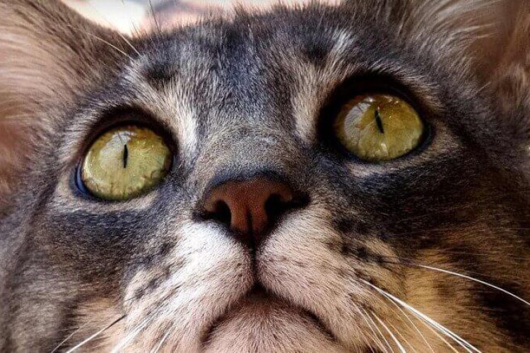 ojos gato que comunican