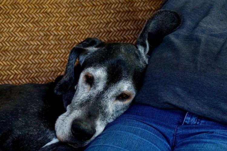 perro mayor con demencia