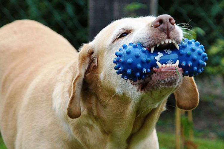 Ortodoncia en perros