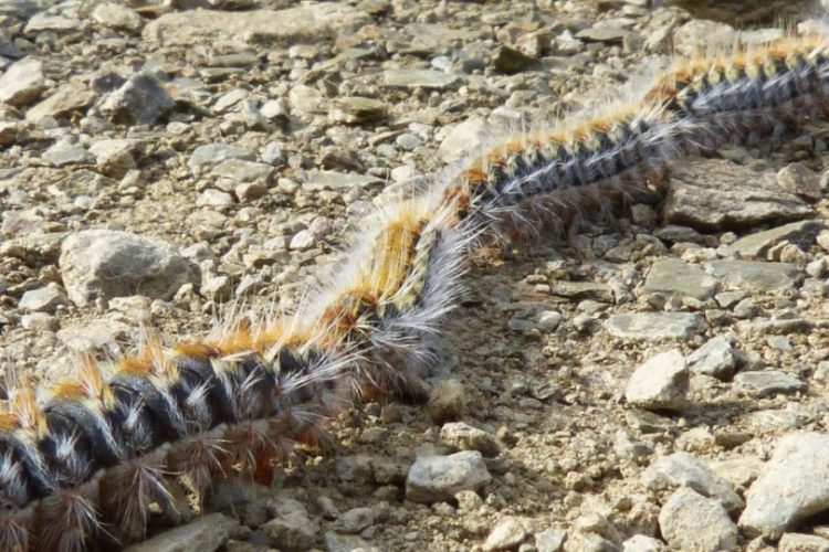 oruga procesionaria tóxica perro