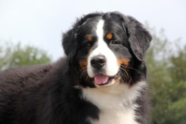 osteosarcoma en perros grandes