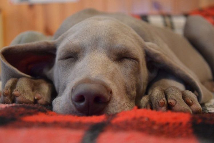 pancreatitis canina