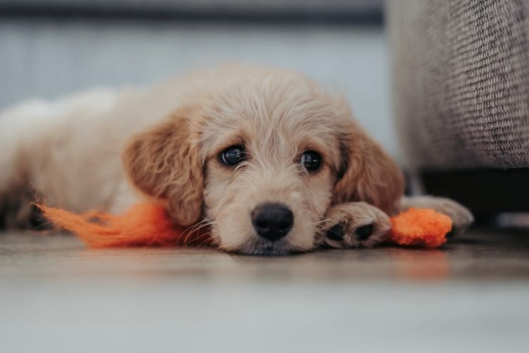 Parvovirus en cachorros