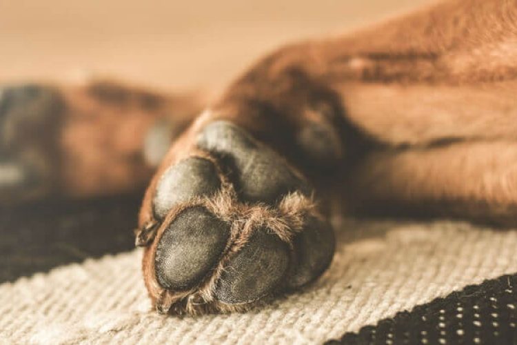 pata-perro