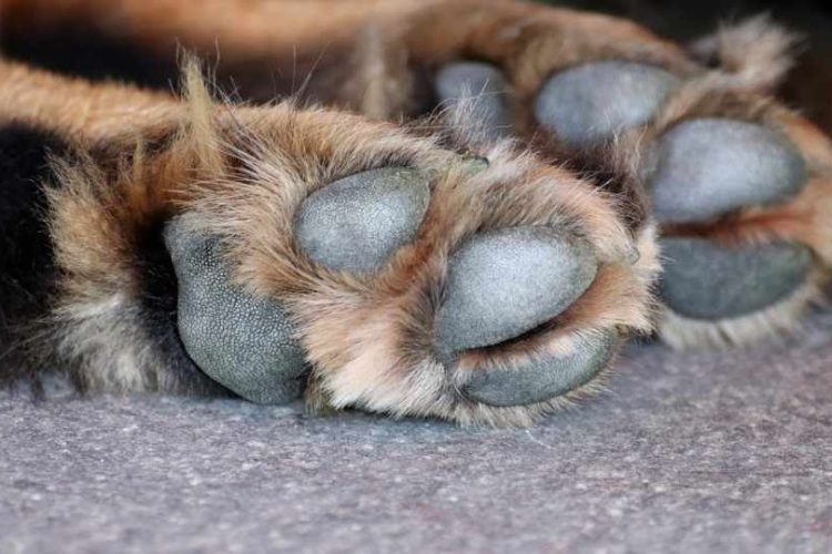 patas de perro