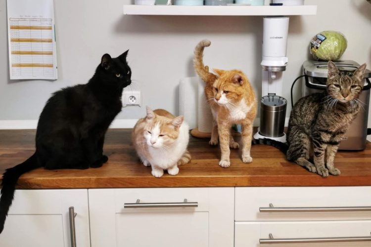 patrones de color en gatos