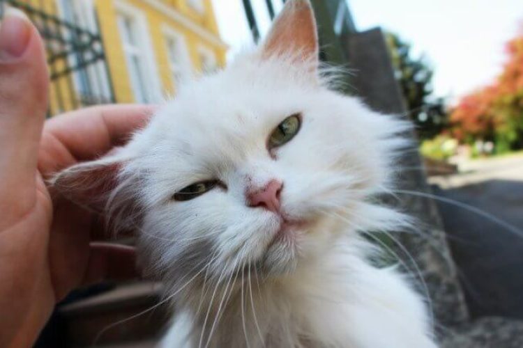 pelo-gato