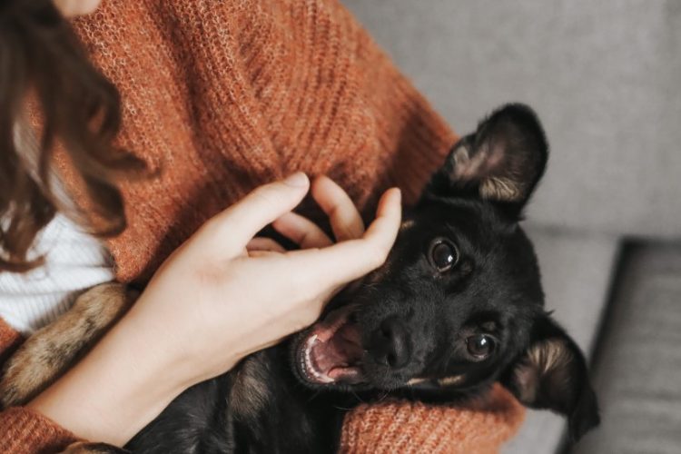 pequeños problemas de salud en mascotas