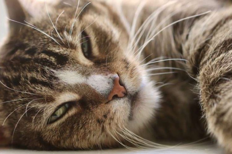 peritonitis infecciosa felina