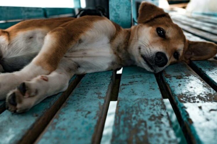 peritonitis en perros
