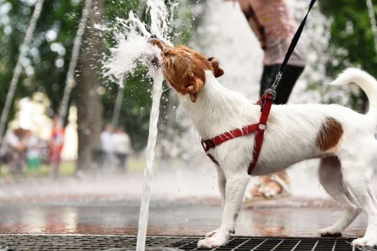 perro acalorado por altas temperaturas cambio climático