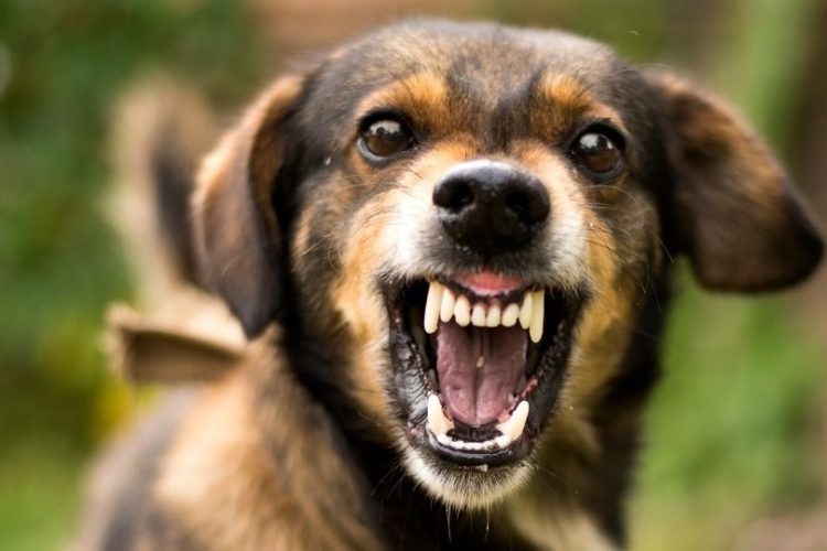 perro agresivo