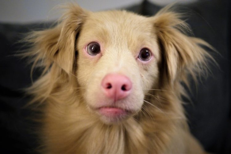 Perro Albino