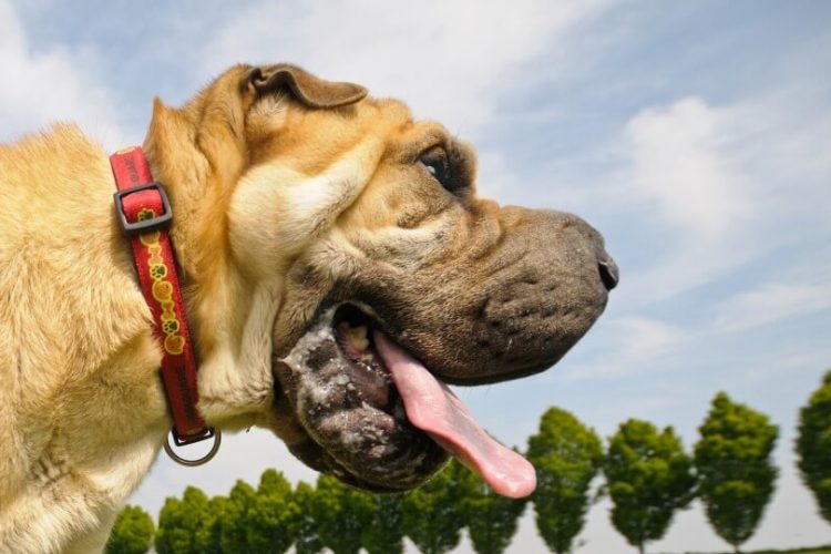 Mi perro tiene mucha baba y está decaído