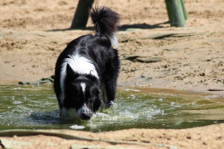 perro bebe agua del charco