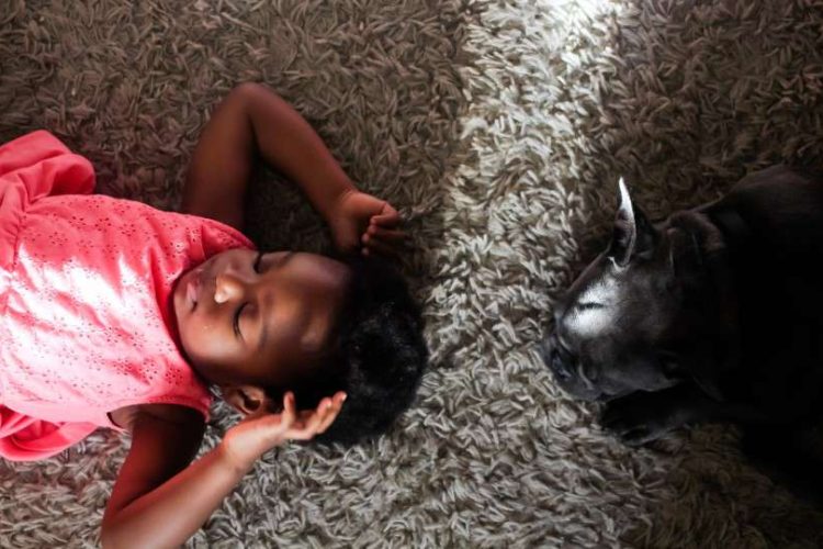 perros y gatos fuente de bienestar para niños
