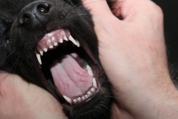 Perro con la boza abierta mostrando sus dientes.