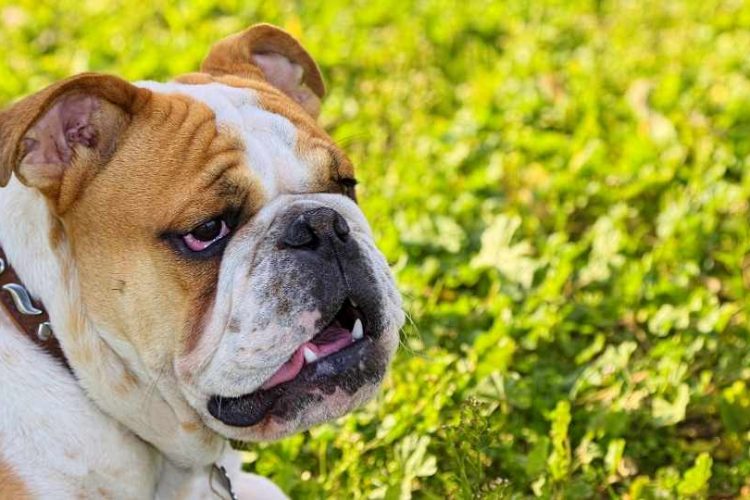 bulldog braquicefalo