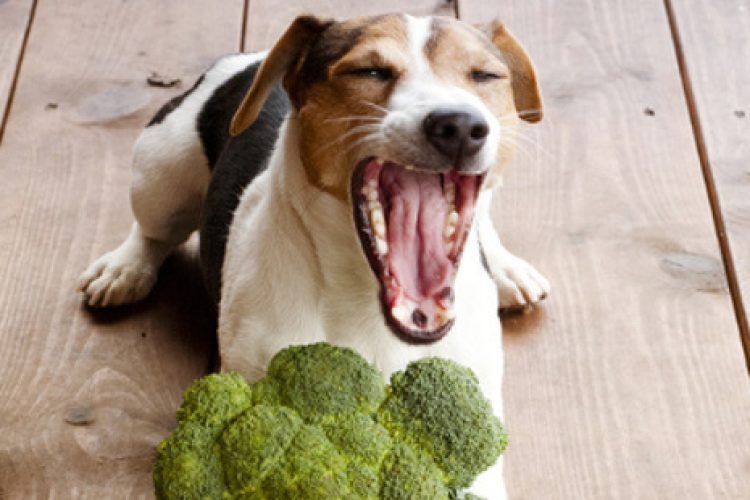 Con los snacks estas mascotas suelen ser juguetones.