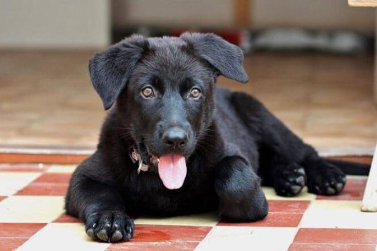 pañales para perros