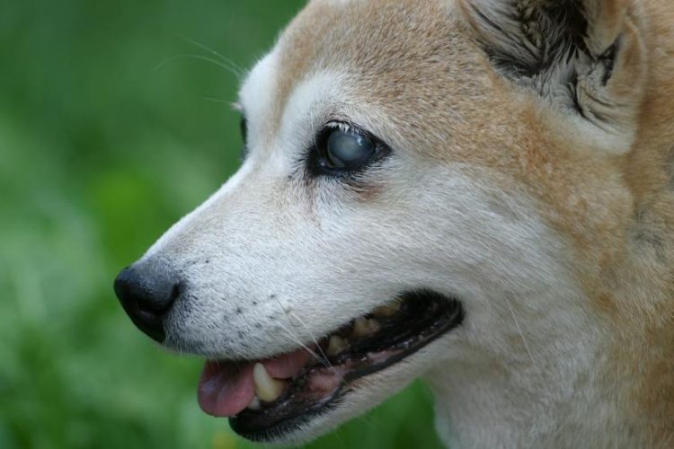 perro ciego