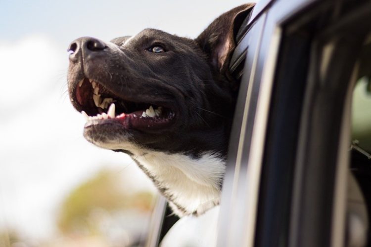 hábito a evitar del perro en el coche