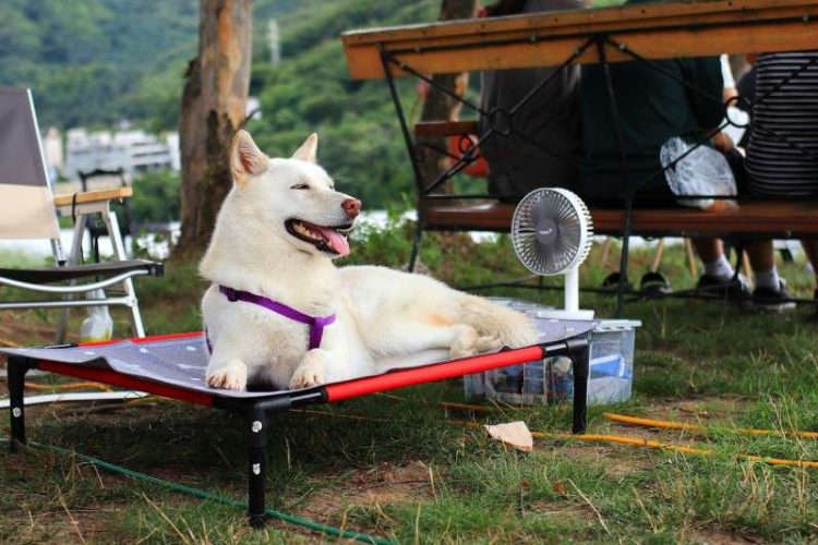 Zona de descanso de un perro