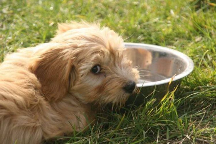 Comidas para perros en verano.