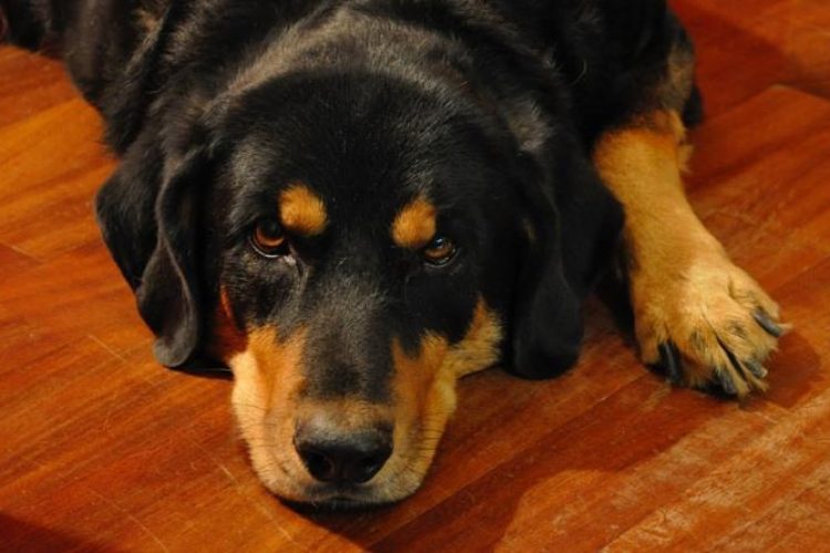 perro con artrosis PORTADA