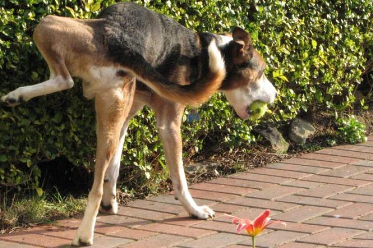 infección orina perro