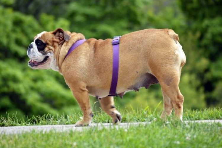 perro con obesidad