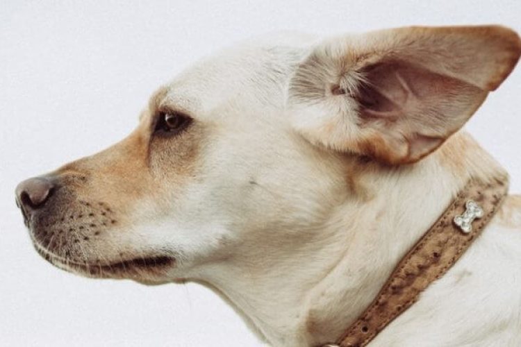 Todo lo que debes saber sobre la otitis en perros.