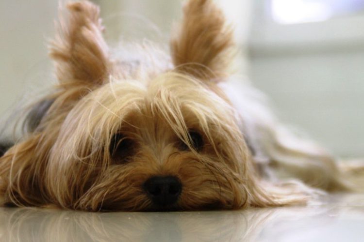perro con problemas de oncología