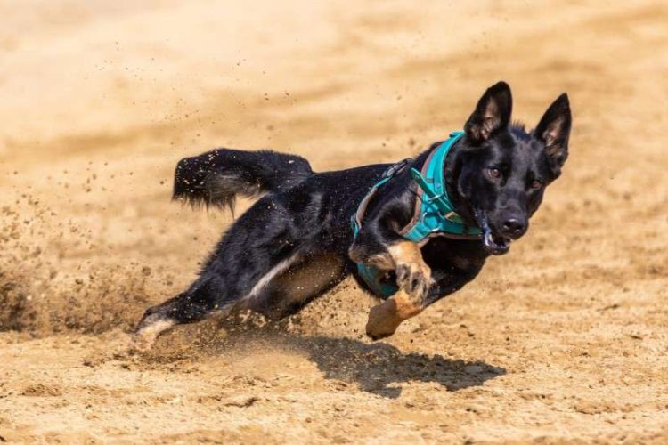 perro corre de repente sin motivo