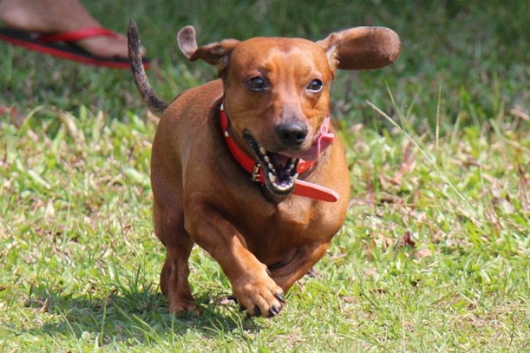 perro corriendo