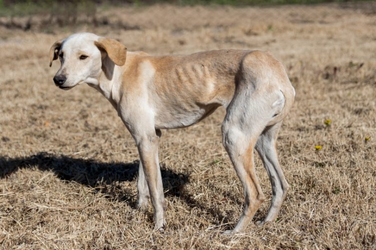 perro muy delgado por anorexia
